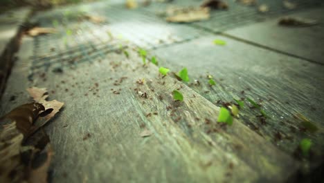 leafcutter ants walking across wooden boardwalk in jungle