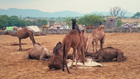 camels at pushkar mela camel fair festival in field eating chewing. pushkar, rajasthan, india