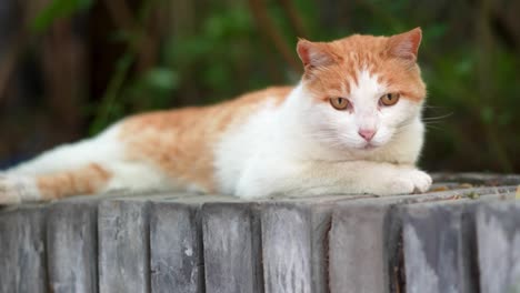 orange cat resting and sleeping on the windowsill