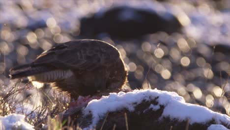 Buzzard-feeding-on-deer-carcass