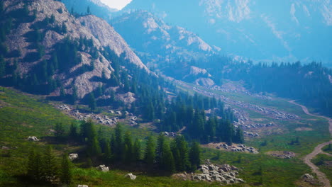 aerial view of green coniferous forest in the mountains