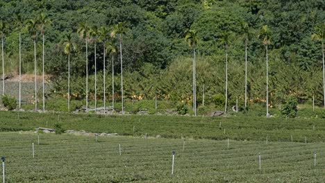 large rice field