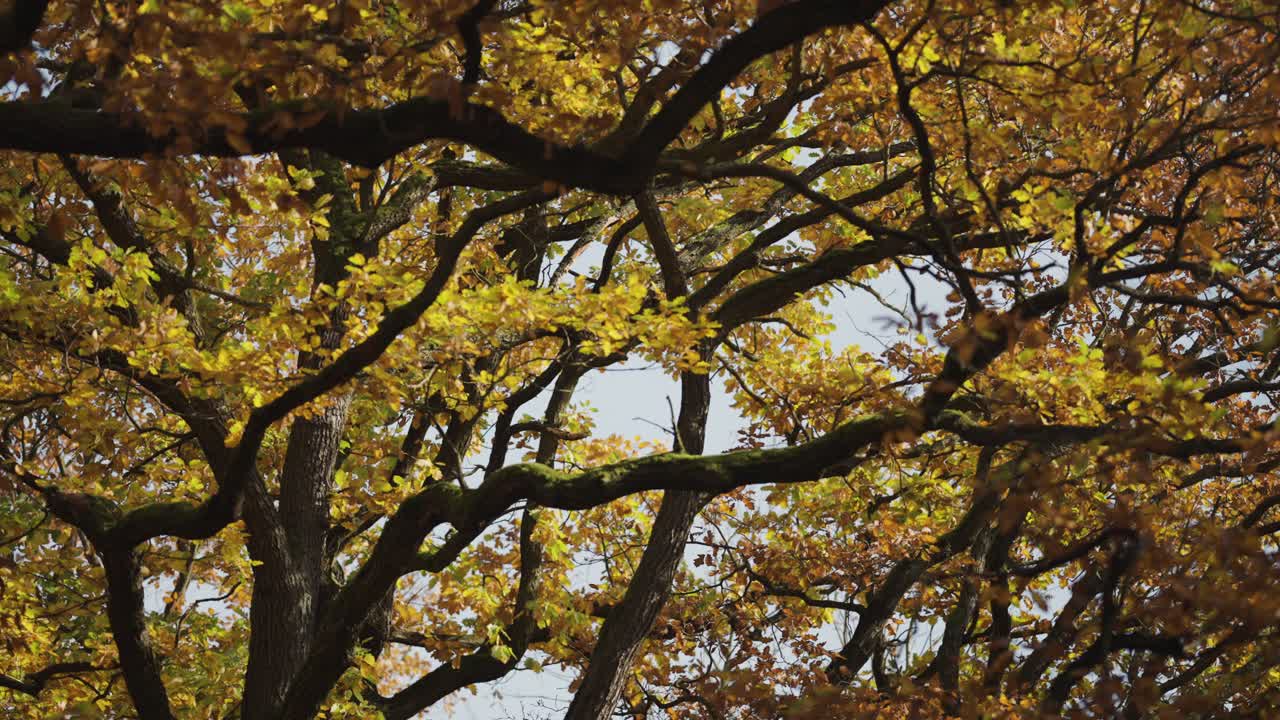 Looking up through the entangled branches of the crowns of the elm tree covered in colorful autumn leaves
