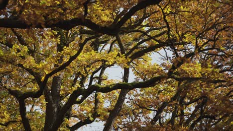 looking up through the entangled branches of the crowns of the elm tree covered in colorful autumn leaves