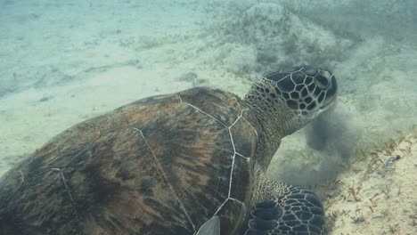 underwater close up shot of a large sea turtle eating grass in the sand at the bottom of the sea