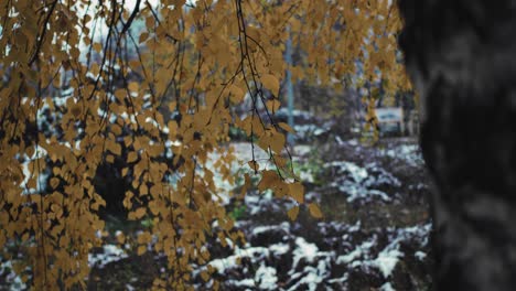 Toma-Estática-De-Un-árbol-De-Hojas-Amarillas-Durante-El-Invierno.