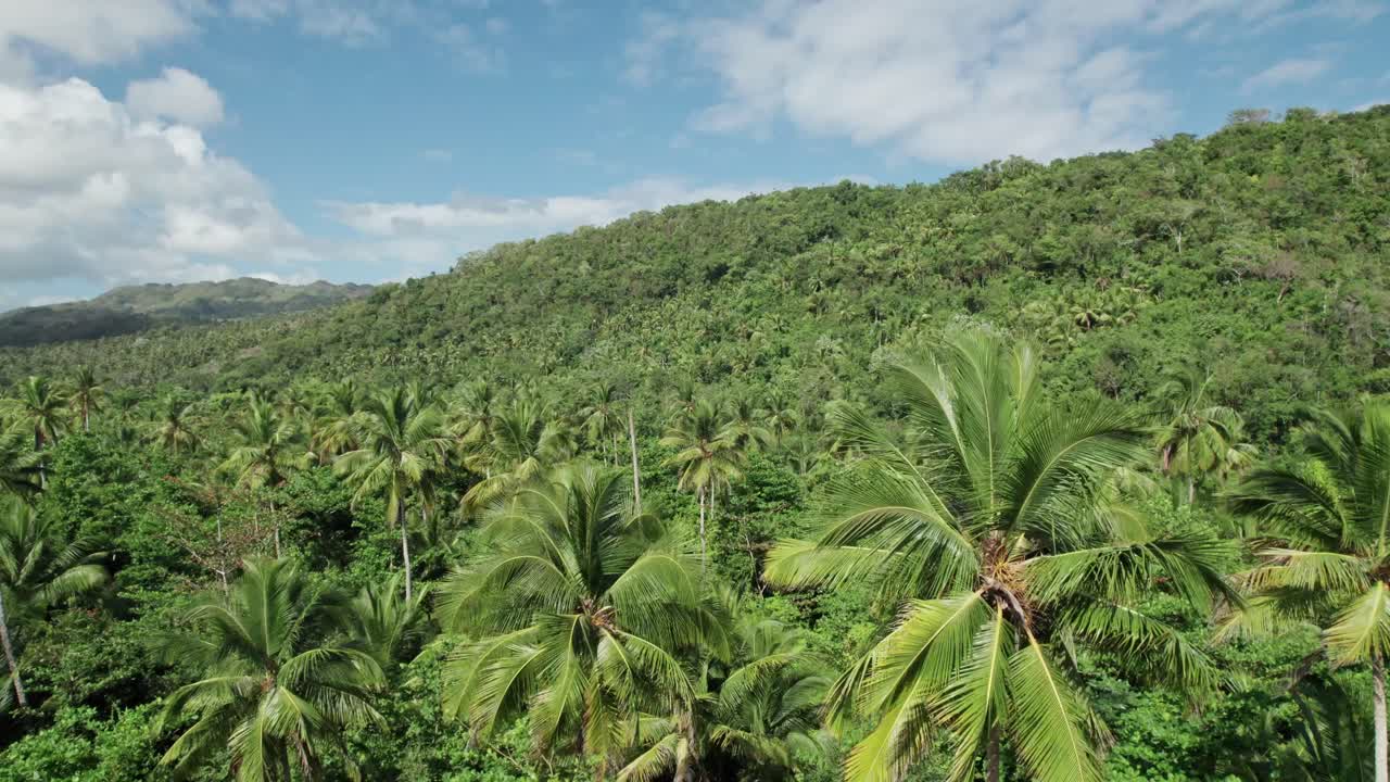 vuelo aéreo sobre el bosque de palmeras en un día soleado, samaná, república dominicana