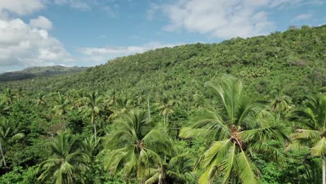 Aerial-flying-over-palm-forest-on-sunny-day,-Samana,-Dominican-Republic