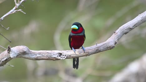 Schwarz-roter-Breitschnabel,-Cymbirhynchus-Macrorhynchos,-Thailand