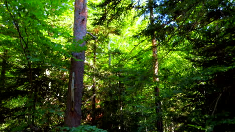 aerial view of a beautiful green trees in the forest