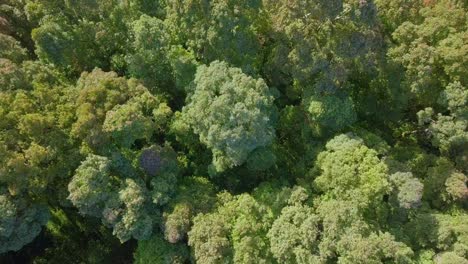 imágenes aéreas de drones de la parte superior de los árboles de la densa selva tropical en el área de clima tropical de indonesia