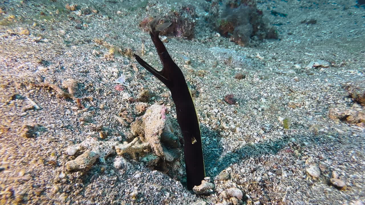 Juvenile ribbon eel looks out of its burrow next to some dead pieces of coral