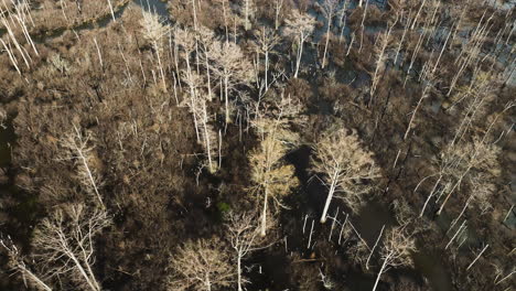 Point-remove-wildlife-area,-blackwell,-ar,-with-bare-trees-and-waterways-in-winter,-aerial-view