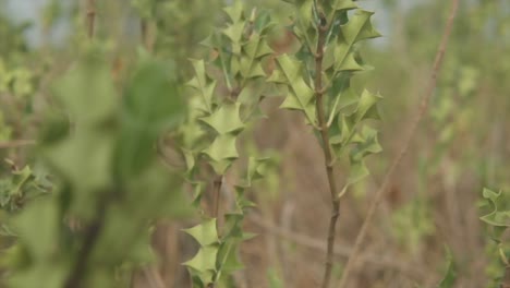 close-up shot of holly plants in the middle of a field of vegetation