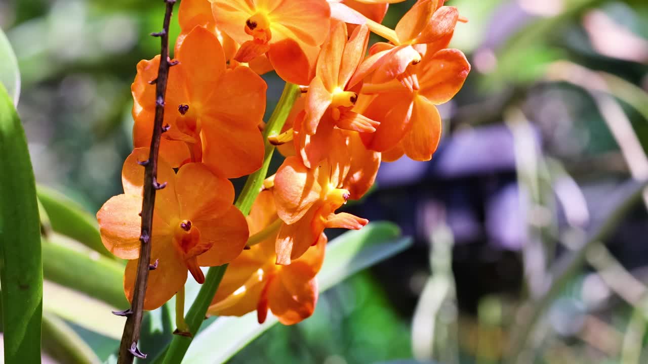 Detailed view of bright orange orchids with lush green leaves, basking in natural sunlight.
