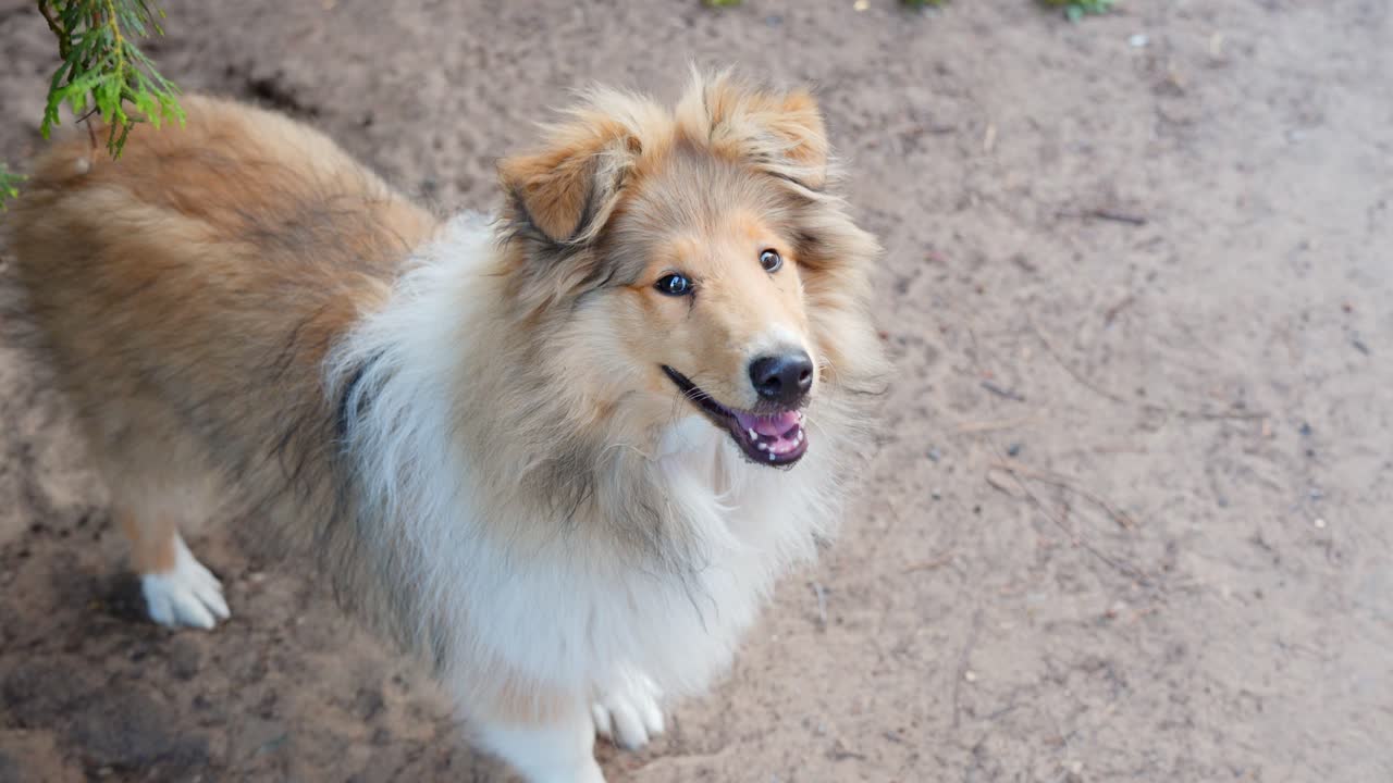un canino collie sociable está sentado en el césped mirando a su alrededor