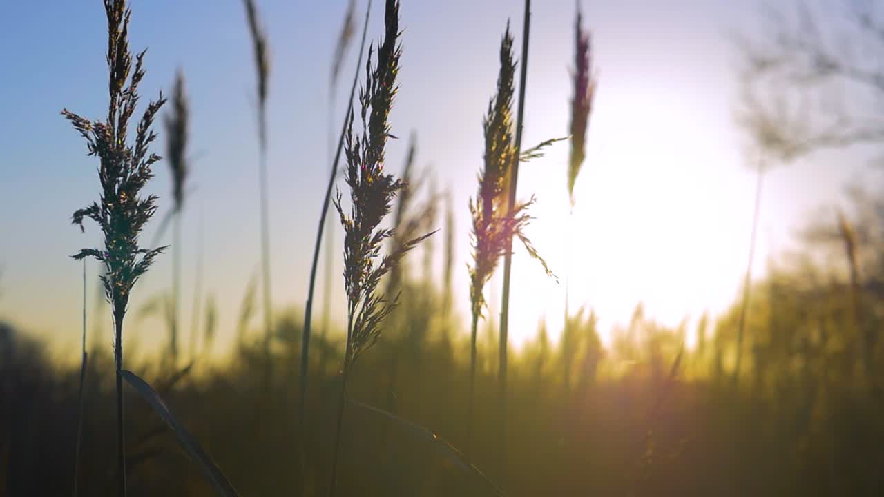 Beautiful slow motion close up of reeds swaying in the wind at sunset. Filmed at a riverside walk in rural England we see the wild grass blowing in the breeze against the sky during golden hour