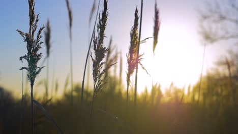 beautiful slow motion close up of reeds swaying in the wind at sunset. filmed at a riverside walk in rural england we see the wild grass blowing in the breeze against the sky during golden hour