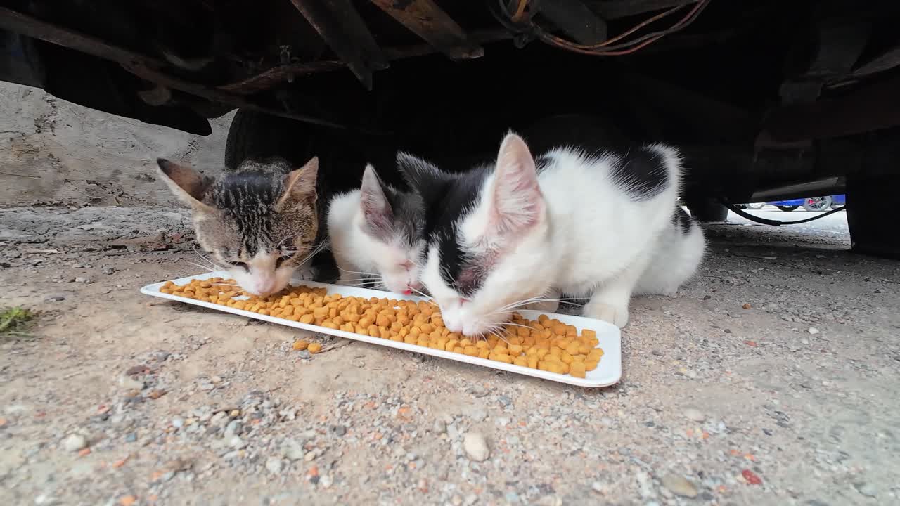 Streunende Katzen fressen Katzenfutter unter einem Auto auf einer Straße, was das Überleben in der Stadt zeigt