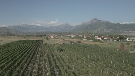 drone shot flying over the wide valley in albania near shkoder with vineyards underneath and mountains in the background on a sunny day with some clouds log