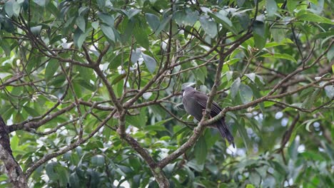 Perched-on-a-branch-another-flies-up-as-it-looks-around,-windy-cloudy-day,-Black-throated-Laughingthrush,-Pterorhinus-chinensis,-Khao-Yai-National-Park,-Thailand