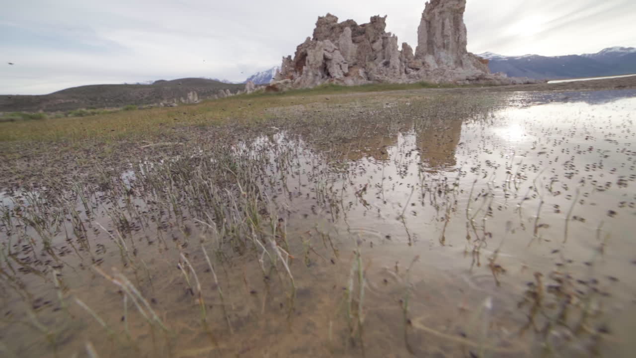 cámara lenta ultra ancha de moscas en el parque estatal mono lake