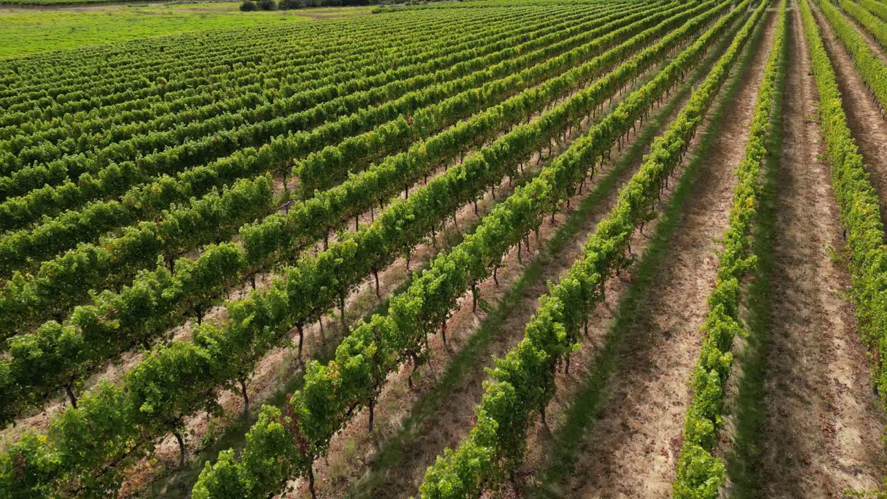 Volo radente sui filari di vigneti a Margaret River, nell'Australia Occidentale