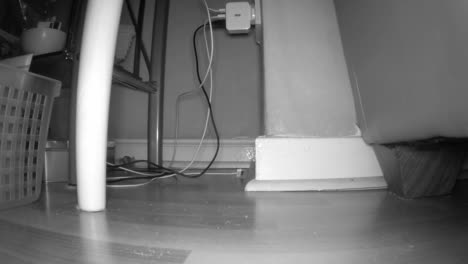 un ratón mira a su alrededor en una sala de estar oscura