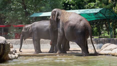 elephants bathing in a zoo