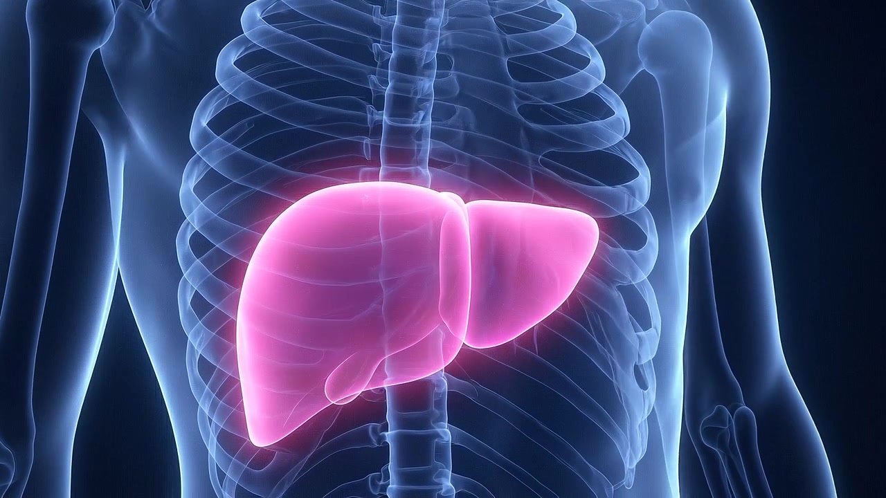 Human liver anatomy visualization inside transparent torso with detailed internal organ view