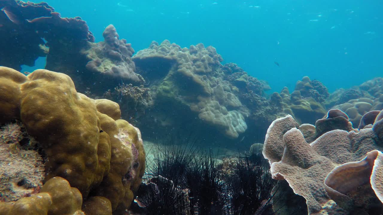 toma estática submarina de erizos de mar, corales y peces nadando en el mar de andaman