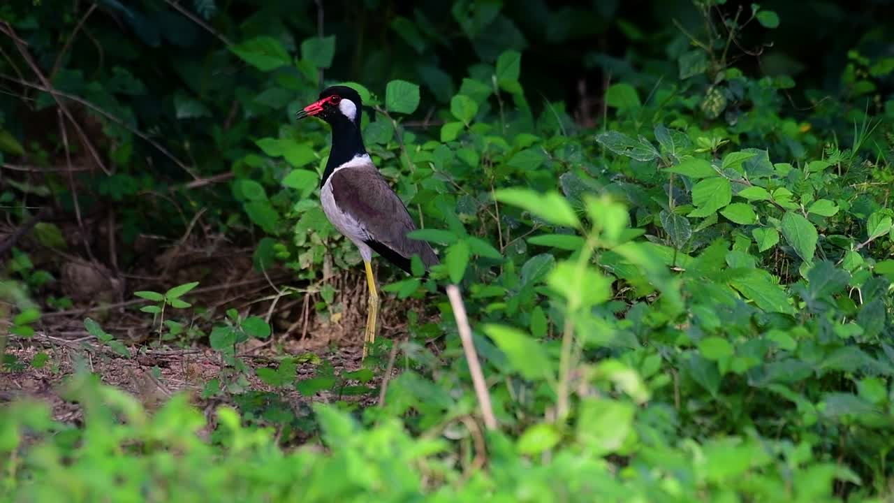 el avefría de barbas rojas es una de las aves más comunes de tailandia