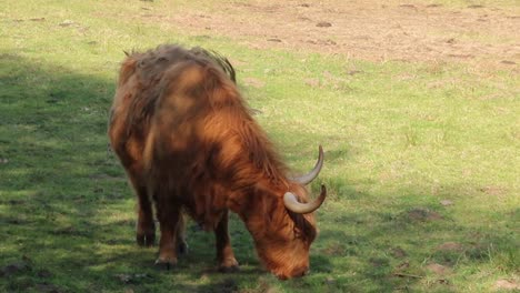 Vaca-En-Un-Pasto-En-Escocia