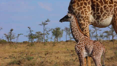 Giraffe-Calf-Standing-Next-To-Its-Mother-At-The-Savannah-In-Maasai-Mara,-Kenya