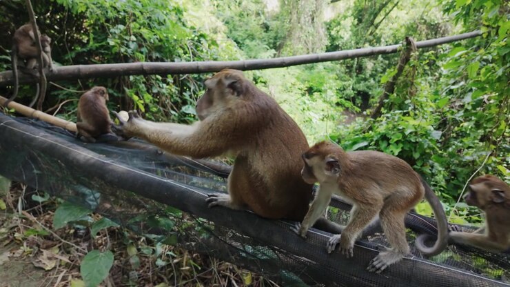 Monkeys interacting and mating behavior, Oslob sanctuary Cebu Philippines