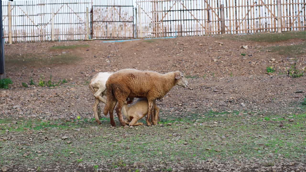 양 과 어린 양 이 함께 이동 하고 먹이를 먹고 있다