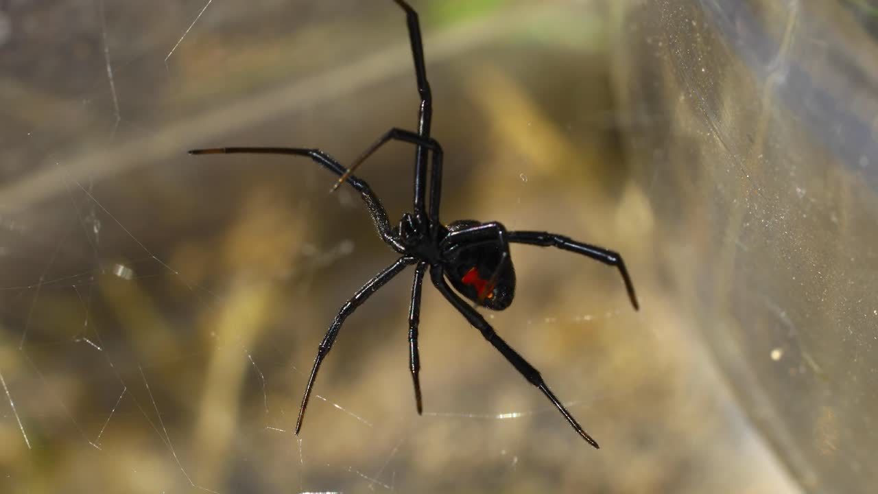 video estático de una araña viuda negra del sur latrodectus mactans desde abajo