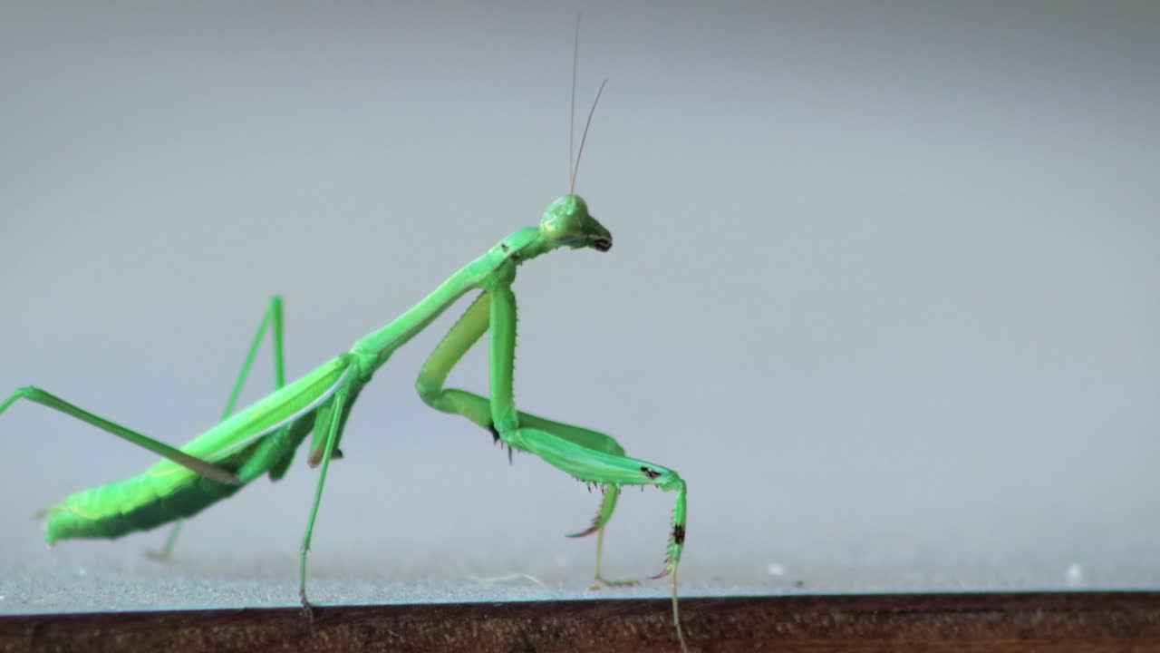 Mantide religiosa verde che ondeggia e danza, primo piano, di giorno, Maffra, Gippsland, Victoria, Australia