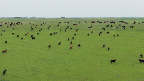 aerial shot of cattle grazing in the vast field