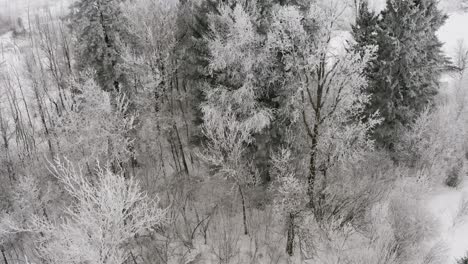 aerial dolly forward over top of a winter forest with poplar and ever green trees during soft snowfall