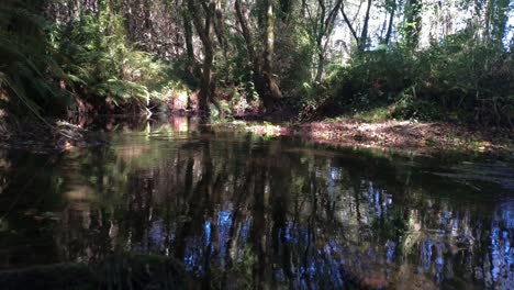 Lecho-De-Un-Arroyo-Con-Escasez-De-Agua-En-El-Bosque