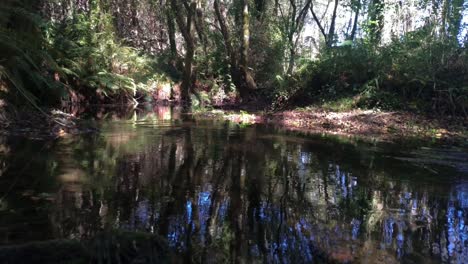 stream bed with water scarcity in the forest
