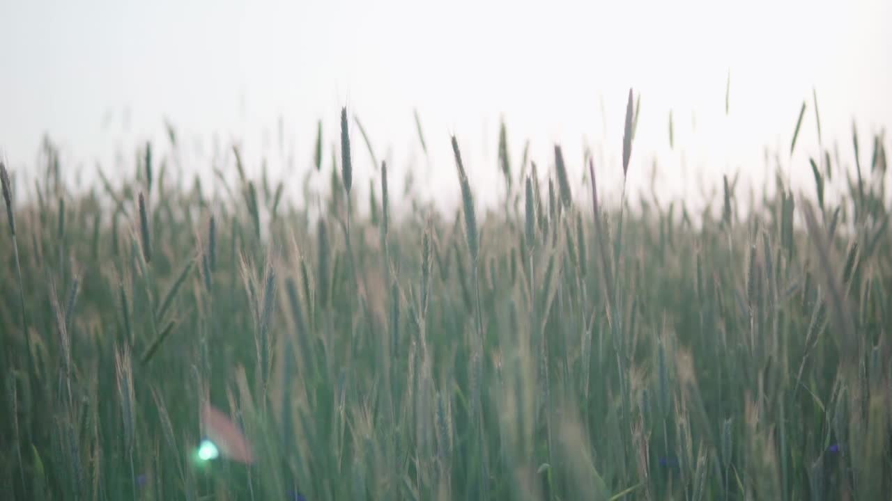 일몰 동안 시리얼 필드의 보기