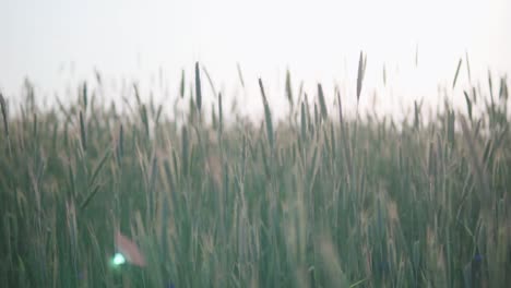view of a cereal field during sunset