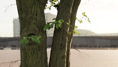 Sonnenstrahlen-Strömen-Durch-Den-Baum-Am-Strand