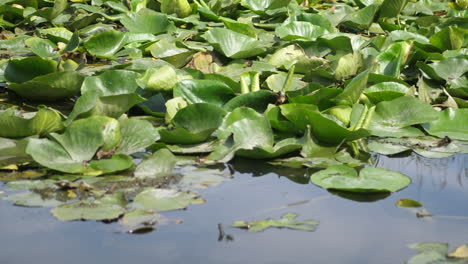 野生河流上的特定植被