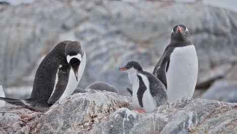 antártida polluelos de pingüinos papúa en la isla livingstone