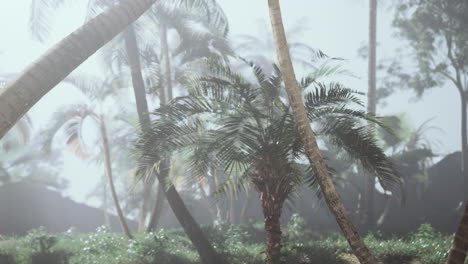 misty tropical palm tree forest