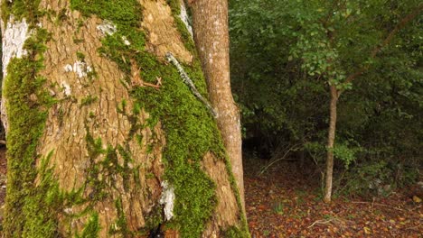 Inside the rain forest and trees