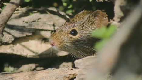 a wild mouse (rat) hiding from possible hunters